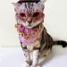 4 PCS Pink Cowgirl Hat Bandanna Sunglasses Hiphop Costume for Pet - Cowboy & Hippie Look - Buy Online on GoSupps.com
