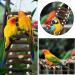 Vegan Bird Wood Ladder Toy with Landing Site - Ideal Bird Cage Accessories for Budgerigar Parrots Cockatiels & More - Buy Online on GoSupps.com