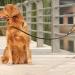 8ft Hands-Free Double-Ended Leather Dog Leash for Small Medium Large Dogs - Buy Online on GoSupps.com