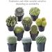 Altman Plants Assorted Cactus Collection - 2.5 Inch 4 Pack - Buy Online on GoSupps.com