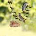 Fdit Bird Ladder Toy Hamster Stairs Wooden Flexible Suspension Bridge Climbing Swing for Parrot Budgie Parakeet Cockatiel African Grey Hamster Squirrel - Buy Online on GoSupps.com