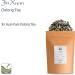 Taiwanese Jin Xuan Milk Oolong Tea 100g - Premium Loose Leaf Green Oolong Tea - Buy Online on GoSupps.com