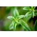 L'Occitane Verbena Shower Gel 8.4 fl.oz. - Refreshing Citrus Cleanser | Buy Online - Buy Online on GoSupps.com
