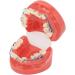 Buy Verdant Touch Metal Wires Tooth Model - 24 Teeth Semi-Metal Orthodontic Display | International Shipping Available - Buy Online on GoSupps.com