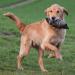 Firedog Dummy with Real Rabbit Fur - Durable 3 000g Dog Training Dummy for Effective Apportel - Buy Online on GoSupps.com