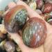 Gems for Decoration 100g Natural Crystal Petrified woodPlay with The Rolling Palmetto 1pcs Aura Crystal - Buy Online on GoSupps.com