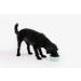 Dog Food | Dog Sausage | Cat Food | Cat Sausage | High Meat Sausage (6X 1kg Chicken) - Buy Online on GoSupps.com