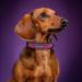 Didog Custom Leather Dog Collar with Engraved Name Tag - Soft Padded Purple for Small & Medium Dogs (XL 40-50 cm) - Buy Online on GoSupps.com