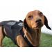 PURPLELILY Injury Support Dog Vest Aid Recovery And Improve Comfort Breathable Vest Bracer Provide Stability And Support Medium - Buy Online on GoSupps.com