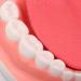 Yunyhao Tooth Model - 6X Enlarged Dental Hygiene Aid with Removable Tongue for Medical Teaching & Training | Ideal for Schools Hospitals and Medicine - Buy Online on GoSupps.com