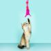 Buy Cobee Cat Feather Toys - Interactive Soft Toys with Bell & Pompon for Kittens | Perfect Indoor Training Teaser Toy - Buy Online on GoSupps.com