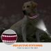 Taglory Extra Large Dog Collar - Soft Padded Neoprene Nylon Adjustable & Reflective for Training - Hot Pink (1 Pack) - Buy Online on GoSupps.com