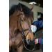 Carr & Day & Martin Belvoir Step 1 Tack Cleaner Mitts Package of 10 - Buy Online on GoSupps.com