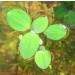 14x Dwarf Water Lettuce - Live Aquarium Floating Plant for Beginner - Buy Online on GoSupps.com
