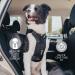 EZYDOG Drive Car Harness | Crash Tested Rule 57 Compliant Adjustable Harness for Large Dogs Up-To 75lb/34kg | Car Restraint for Safe Travel - Buy Online on GoSupps.com