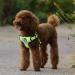 Reflective Neon Yellow Dog Harness Safety Vest | Step-in Style, Adjustable & Comfortable - TLH5991 (Size S) - Buy Online on GoSupps.com
