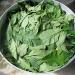 Bitter Leaf Tea 50g - Buy Online on GoSupps.com