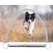 Ultrasonic Dog Whistle Professional Dog Training Whistle Dog Stop Barking Whistle Adjustable Pitch Dog Whistle - Buy Online on GoSupps.com