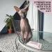 Buy Kotomoda Wet Wipes with Panthenol for Sphynx Cats - Daily Use 10 Pack (150 Pieces) - Soft Gentle & Effective Care - Buy Online on GoSupps.com