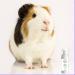 Ultra Gentle Sensitive Skin Conditioning Shampoo Wash for Pets Odour Remover Moisturising Skin Repair. Cat Shampoo Rabbit Shampoo Dog Shampoo Hamster Shampoo- 60ml - Buy Online on GoSupps.com