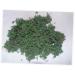 LIFKICH Fake Moss 3 Packs Fairy Garden Plants Dried Moss Dried Plants Decorative Moss Dried Lichen Bonsai Artificial Dried Moss - Buy Online on GoSupps.com
