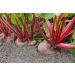 Country Creek Acres Beet Seeds - 16 oz, Non-GMO, High Germination for Microgreens, Sprouting, Juicing, Gardening, Hydroponics - Buy Online on GoSupps.com