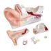 Anatomy Model of The Human Ear 5 Parts of The Human Ear Structure The Internal Structure of The Ear and The Outer Ear Middle Ear Inner Ear