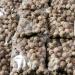 Snot Apple Goron Tula Miracle Fruit Azanza Garckeana Organic Kayamata Sweet Fruit - About 15 - 18 Small Seeds - 105g - Buy Online on GoSupps.com
