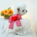 Bt Bear X-Small Red Love Tutu Dress for Small Dogs & Cats - Puppy Skirt Princess Dress Wedding Outfit - Buy Online on GoSupps.com