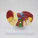 Liver Damage ical Model Liver Pathology Models Teaching Aids - 22.5 * 17 * 16CM - Buy Online on GoSupps.com