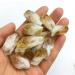 50g Natural Brazilian Citrine Yellow Quartz Crystal Coarse Point Bulk Minerals Stones ningxiao (Color : 300g Size : About20-30mm) About20-30mm 300g - Buy Online on GoSupps.com