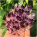 Very Beautiful Natural Crystals Quartz Amethust Freeform Reiki Stones Room Home Office Aquarium Decoration Accessories Gemstone (Size : 600-650g) HOMEZHOU (Size : 600-650g) - Buy Online on GoSupps.com
