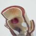 Human Rectal Hemorrhoid Lesions ical Model Colon Anal Sphincter Anorectal Teaching Specimen - Buy Online on GoSupps.com