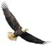 Bald Eagle Wall Stickers Ambitious Eagle Flying Decals for Bedroom Background Wall Office Decorative Painting Posters