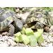 Buy 2kg Opuntias (Opuntia) | Cactus Leaves | Premium Fodder Plant & Turtle Food | International Shipping Available - Buy Online on GoSupps.com