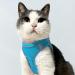 Joyal Dog Harness & Reflective Soft Padded Dog Dishes - Air-Mesh Breathable Chest Harness for Cats & Small Dogs (XXS Baby Blue Size 31-34cm) - Buy Online on GoSupps.com