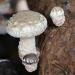 XingliFoods Dried Shiitake Mushrooms  16 oz Organic Top Grade Dried Mushrooms  3 4cm Natural Grown Mushroom  No Fumigation Sulfur - Buy Online on GoSupps.com