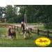 Devil's Claw Liquid for Horses Ponies & Dogs | 1L Natural Supplement Scheidler Horse-Direkt - Buy Online on GoSupps.com