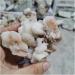 Natural Crystal Rough 70g-95g Natural Zeolite Crystal Raw Crystal Specimen Decoration - Buy Online on GoSupps.com