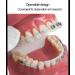 Dental Model Dentist Orthodontic Teeth Demonstration Model Orthodontic Dental Model with Ceramic Brackets and Metal Bracket for Learning Teaching Research - Buy Online on GoSupps.com