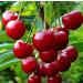 Emilia Organics Cherry Kernel Oil Organic Cold Pressed Unrefined Natural 2 Fl Oz - Buy Online on GoSupps.com