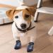 Kingrun Non-Slip Dog Socks 3 Pairs of Soft Adjustable Indoor Paw Protection for Large Dogs | Traction Control for Hardwood Floors - Buy Online on GoSupps.com