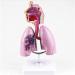 Mouth Nose Throat Pharynx Education Human Body ENT Model Study Model Pathology Nose Throat Model Enlarge The ical Model of Human Organs A+c