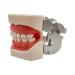 Teeth Soft Gum Phantom Head Study Model - 28 Removable Teeth & Cheek Simulation for Dental Education | International Shipping Available - Buy Online on GoSupps.com