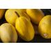 SAFLAX - Gift Set - Organic - Squash - Spaghetti - 5 Seeds - with Gift Box Card Label and Potting Substrate - Cucurbita Pepo - Buy Online on GoSupps.com