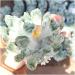 500-600g Hot Green Ghost Quartz Crystal Cluster Stones Specimen for Home Decoration Fengshui Freeform kaixun - Buy Online on GoSupps.com