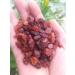 Crystal 97g Natural Rough rundum Stones and Minerals Reiki Crystal raw red Garnet for Making Jewelry - Buy Online on GoSupps.com