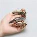 Bendable Joint Nail Ring - Fashionable Gothic Punk Hinge Armor Jewelry | Golden Claw Full Finger Accessory - Buy Online on GoSupps.com