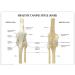 Dog Knee Joint Model Four Stage Knee Arthritis Health Knee and Dog Lesion Joint Model for Veterinary Office Teaching Aids - Buy Online on GoSupps.com