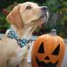 BIPY Halloween Dog Bowties for Pet Small Dogs Cats Puppy Bow Ties Necktie Adjustable Slides Collars Assorted Styles for Party Grooming Accessories 4.5x9cm 10pcs - Buy Online on GoSupps.com